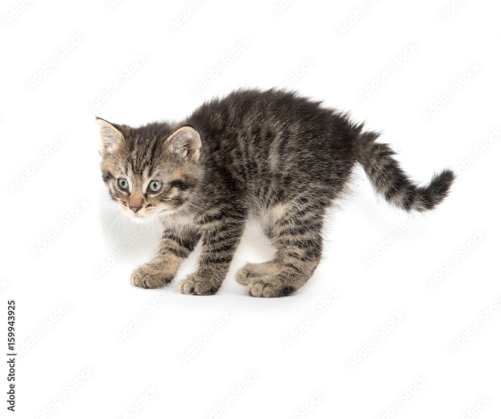 Cute tabby kitten stalking on white Cute tabby kitten stalking on white