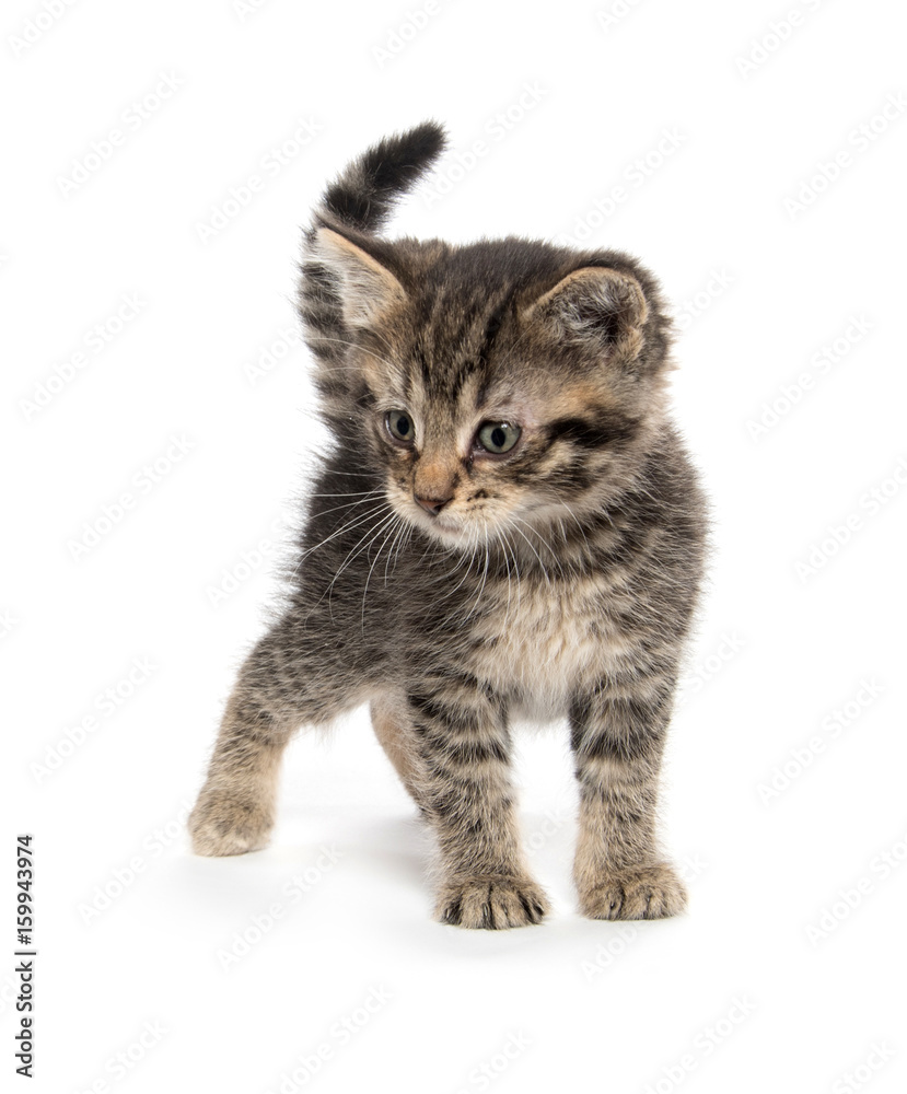Obraz premium Cute tabby kitten on white