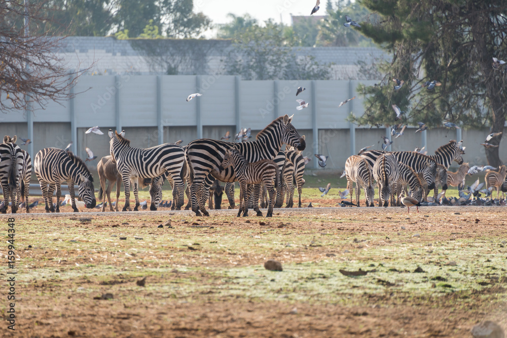 Fototapeta premium Morning Tour at Safari Ramat Gan