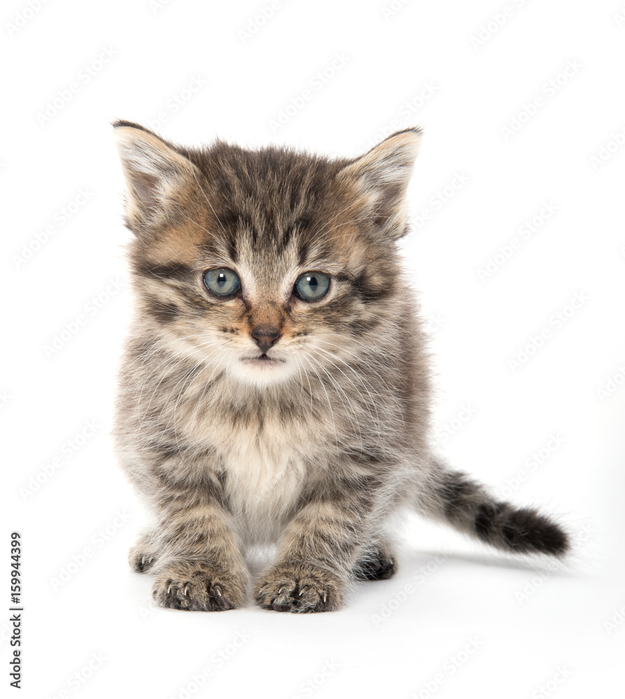 Cute baby tabby kitten