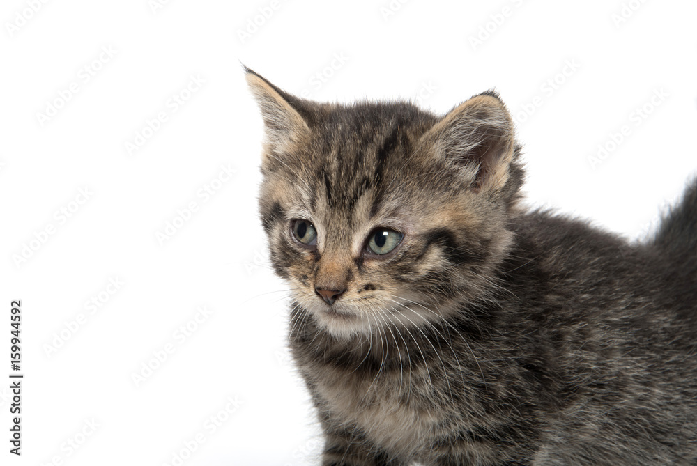 portrait of tabby kitten
