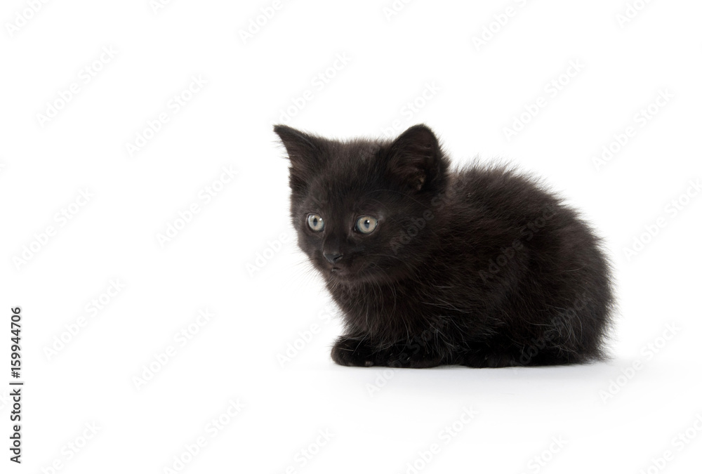 Black kitten laying down on white background