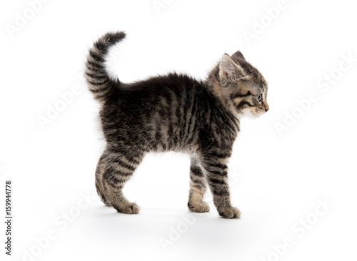 Tabby kitten arching back © Tony Campbell