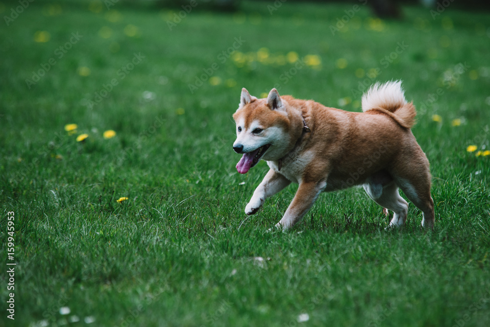 Japanease dog shiba inu running on the grass