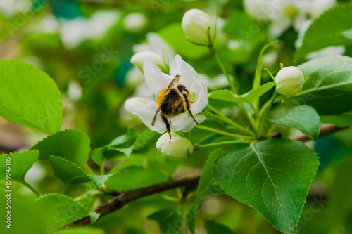 Insect bee climbed in the Apple blossom. Spring landscape