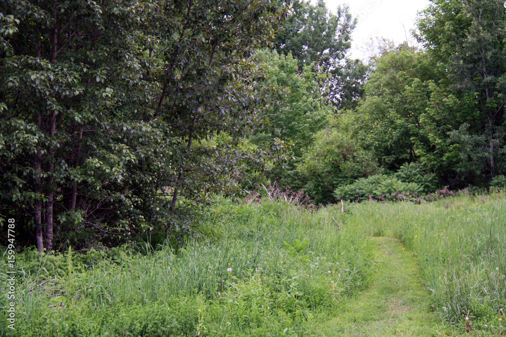 Grass path cut in forest landscape Grass path cut in forest landscape