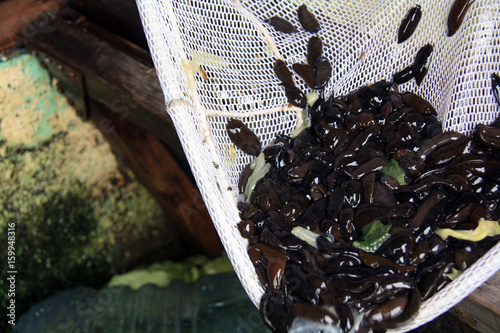 Leeches used for bait shown in net photo