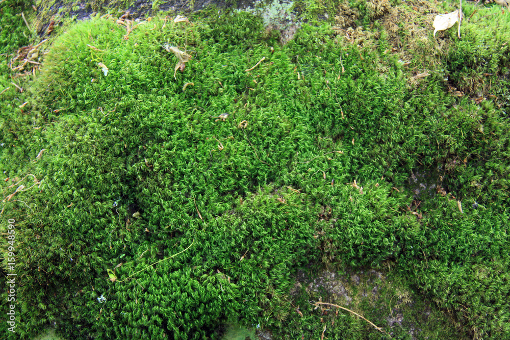 Lush green moss background texture