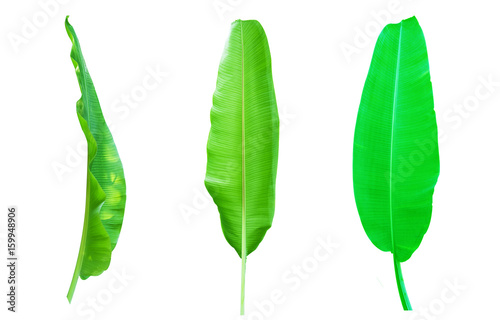 green banana leaf isolated on white background