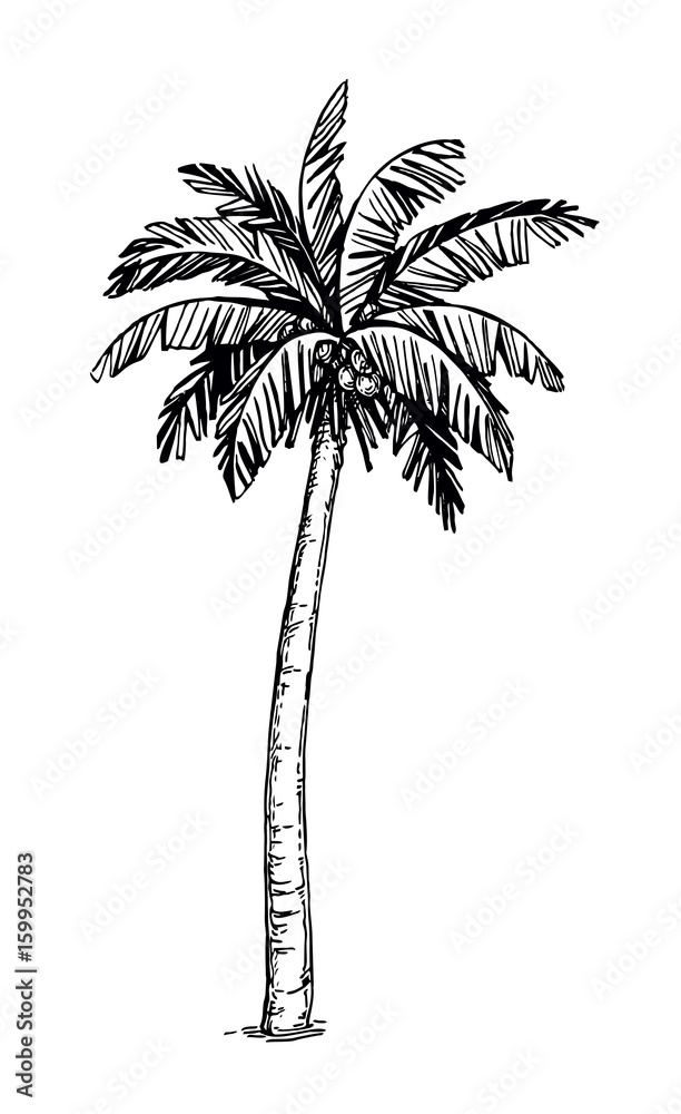 Obraz premium Coconut palm tree