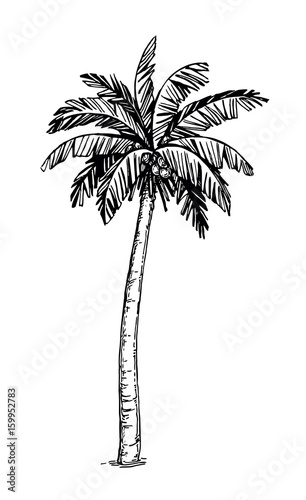 Coconut palm tree