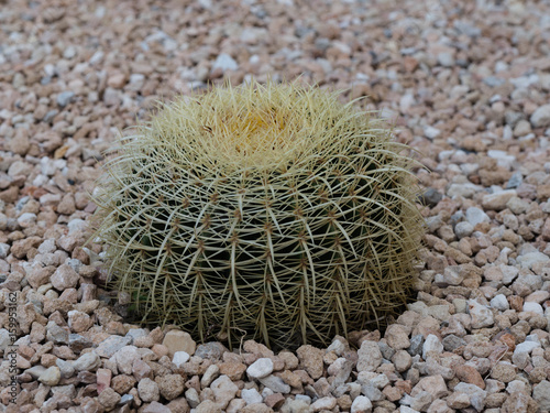 Kaktus im Kiesbett