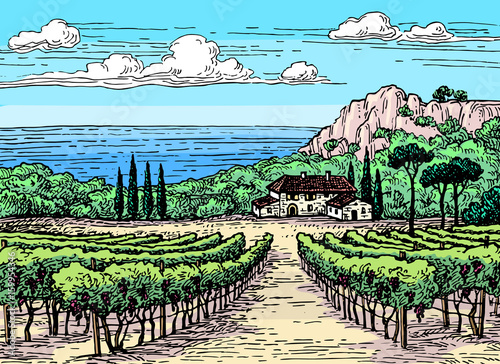 Hand drawn vineyard landscape.