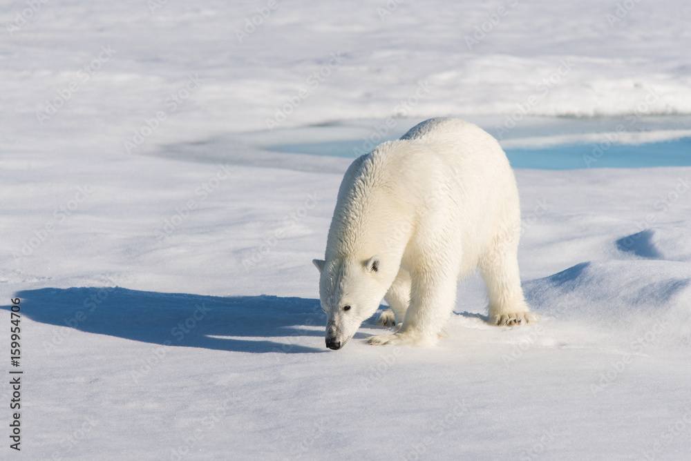 Polar bear on the pack ice Polar bear on the pack ice