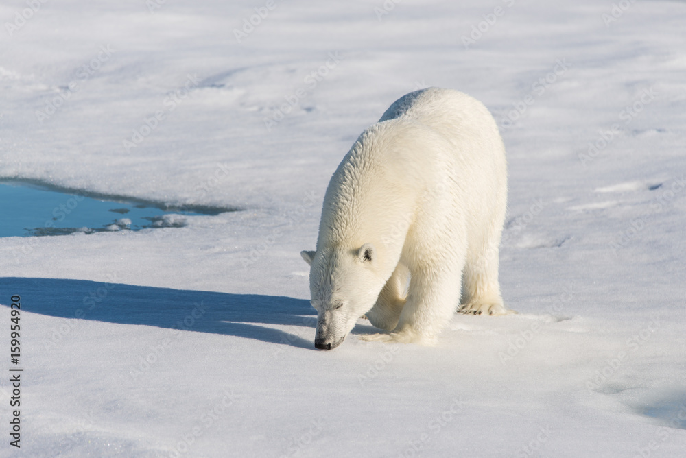 Polar bear on the pack ice Polar bear on the pack ice