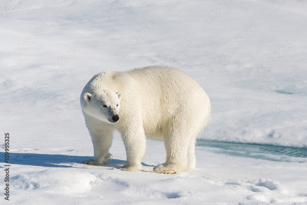 Polar bear on the pack ice Polar bear on the pack ice