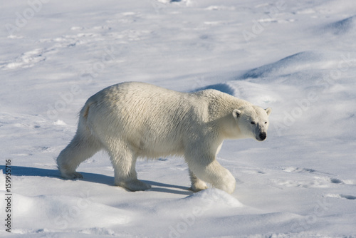 Polar bear on the pack ice