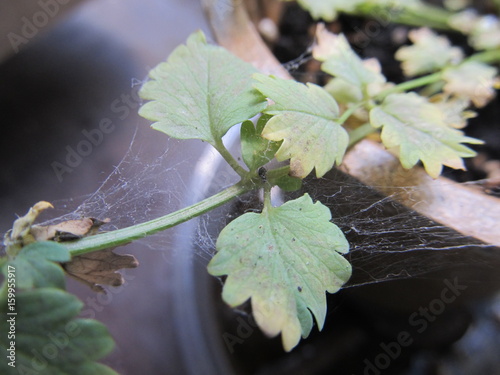 Spider Mites photo