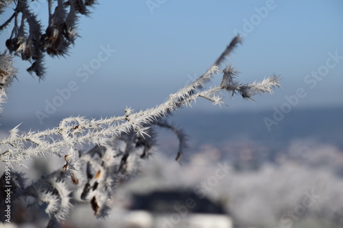 Äste mit Eiskristallen