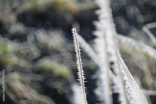 Äste mit Eiskristallen