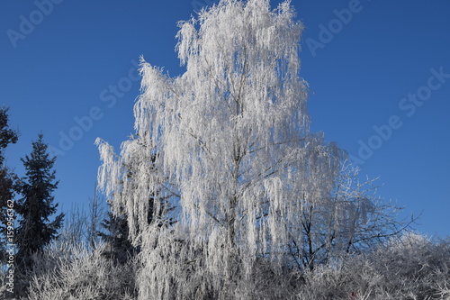 Baum mit Eiskristallen