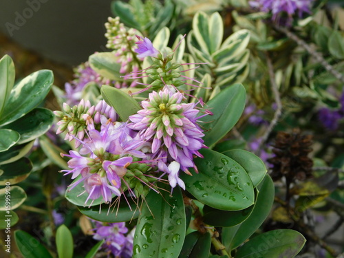 Colorful purple flowers