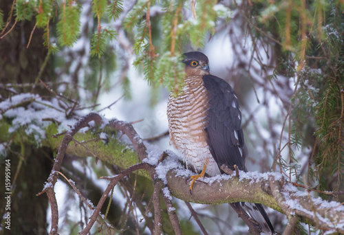 Eurasian sparrowhawk (Accipiter nisus) photo