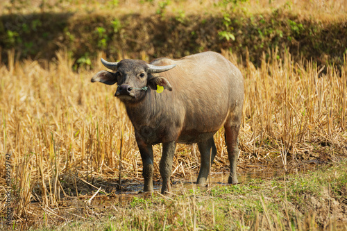 Fototapeta Naklejka Na Ścianę i Meble -  Laos - buffalo in the field