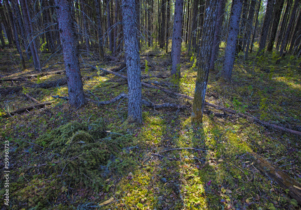 Obraz premium Green forest at dawn