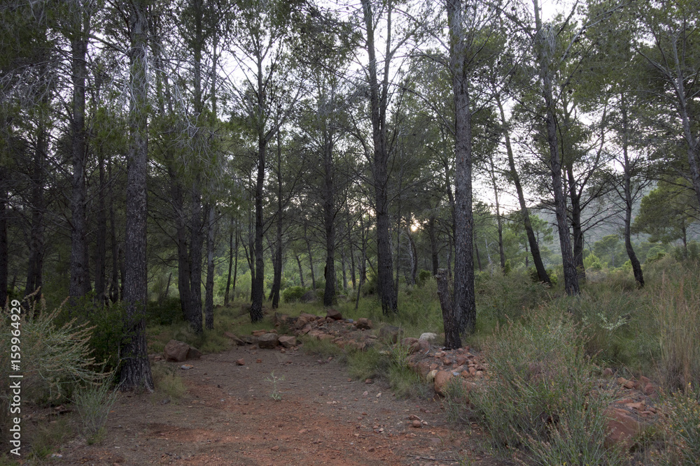 Fototapeta premium Through the desert of the palms in castellon, spain