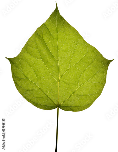 Catalpa bignonioides photo