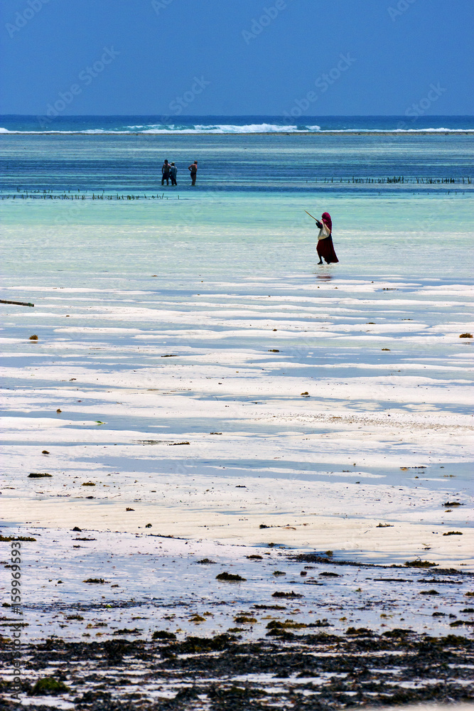 people seaweed in the  blue lagoon relax  of zanzibar africa