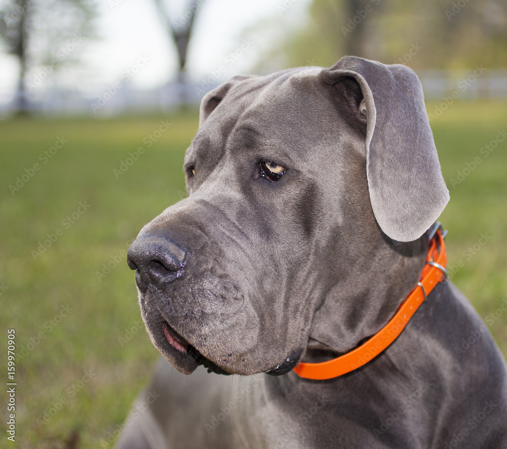 Great Dane portrait Great Dane portrait