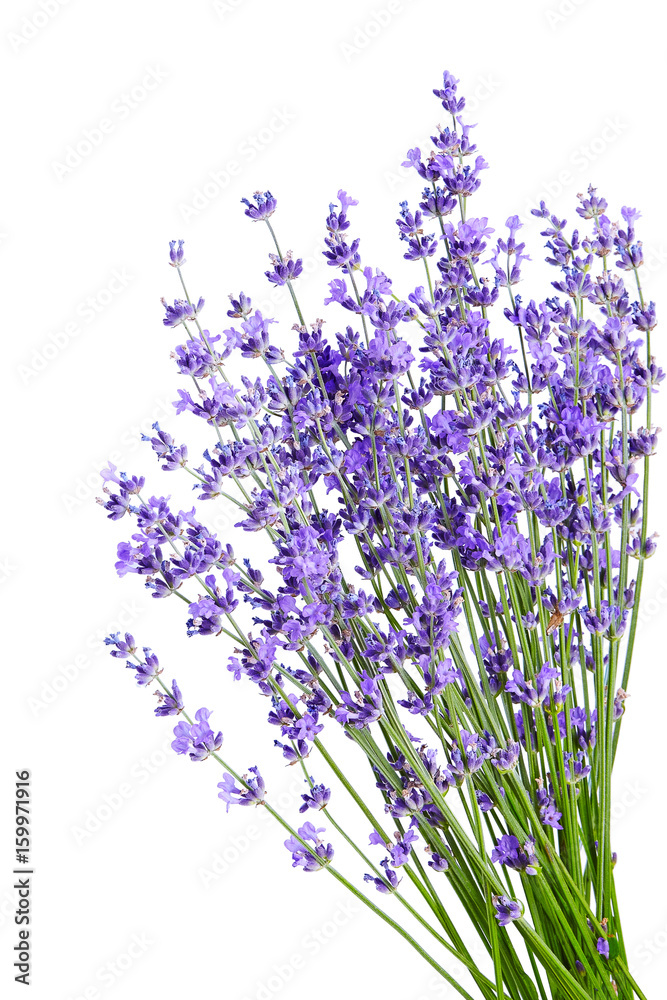Obraz premium Bukiet kwiatów lawendy na białym tle