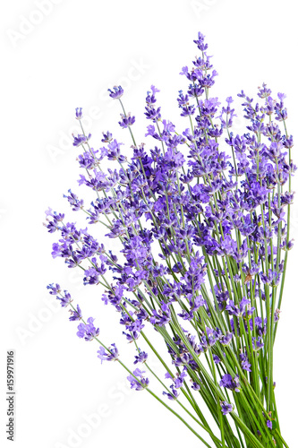 Fototapeta Naklejka Na Ścianę i Meble -  Bunch of lavender flowers on white background