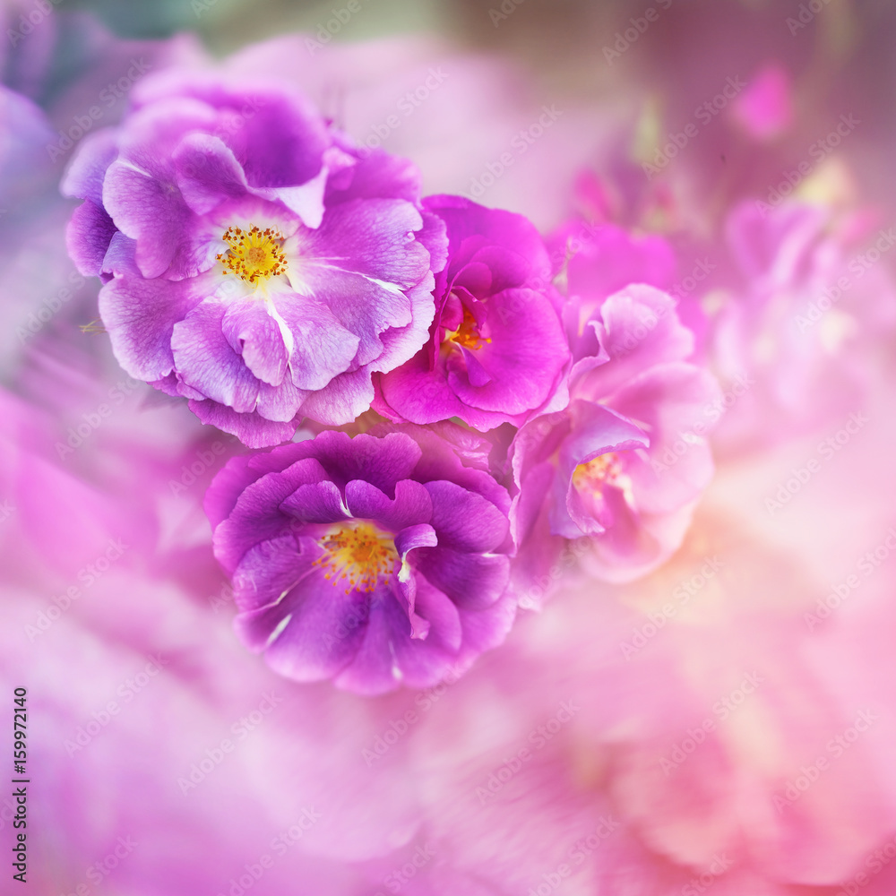 Fototapeta premium pink rose natural background