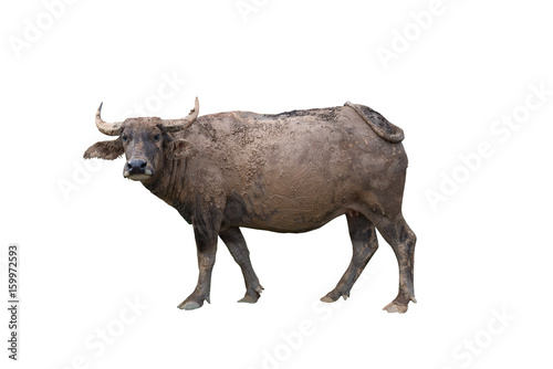 Thai buffalo with mud on body on white background,happy,dirty,looking,life of buffalo at countryside