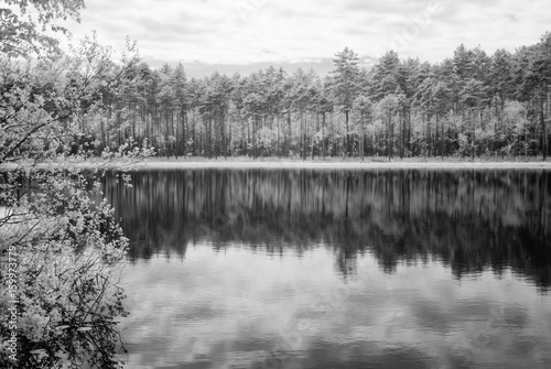 forest lake in hot summer day. infrared image