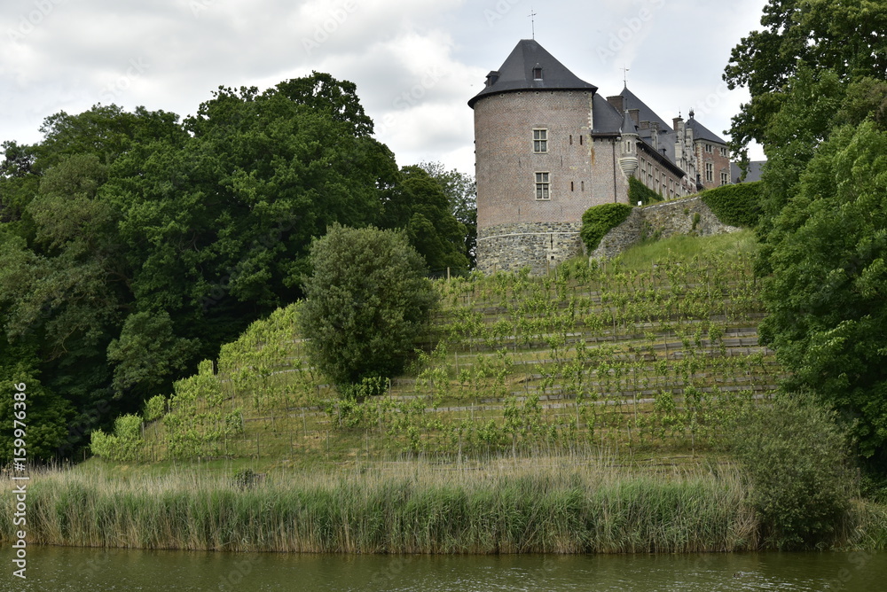 Champ de vigne sur le talus entre l'étang et le château de Gaasbeek ,près de Bruxelles