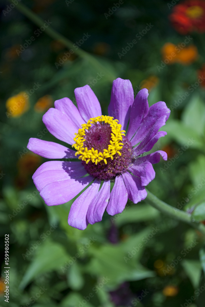 Fototapeta premium Zinnia