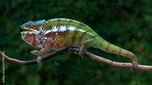 Chameleon Furcifer pardalis Antalaha angry male panther chameleon