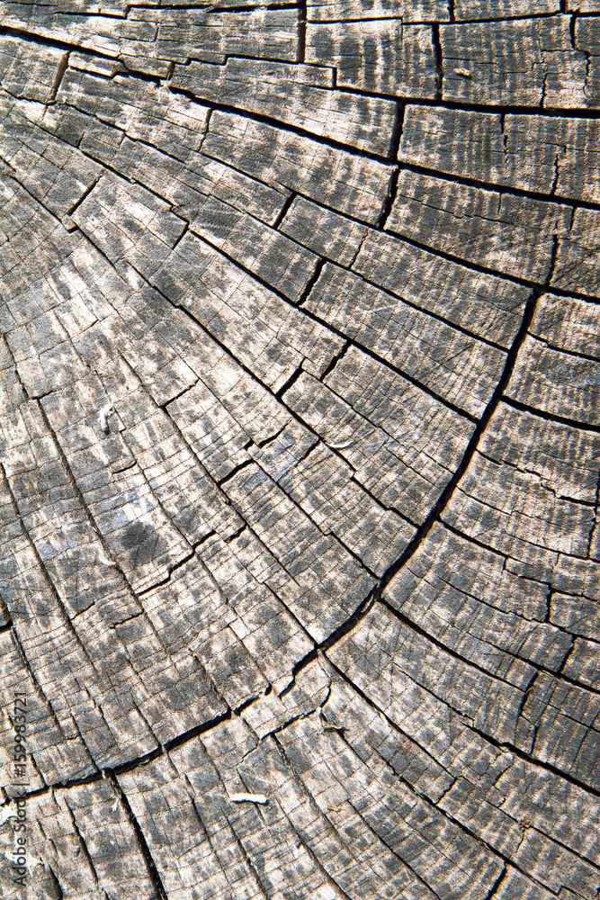 Fototapeta premium Close up of a tree trunk