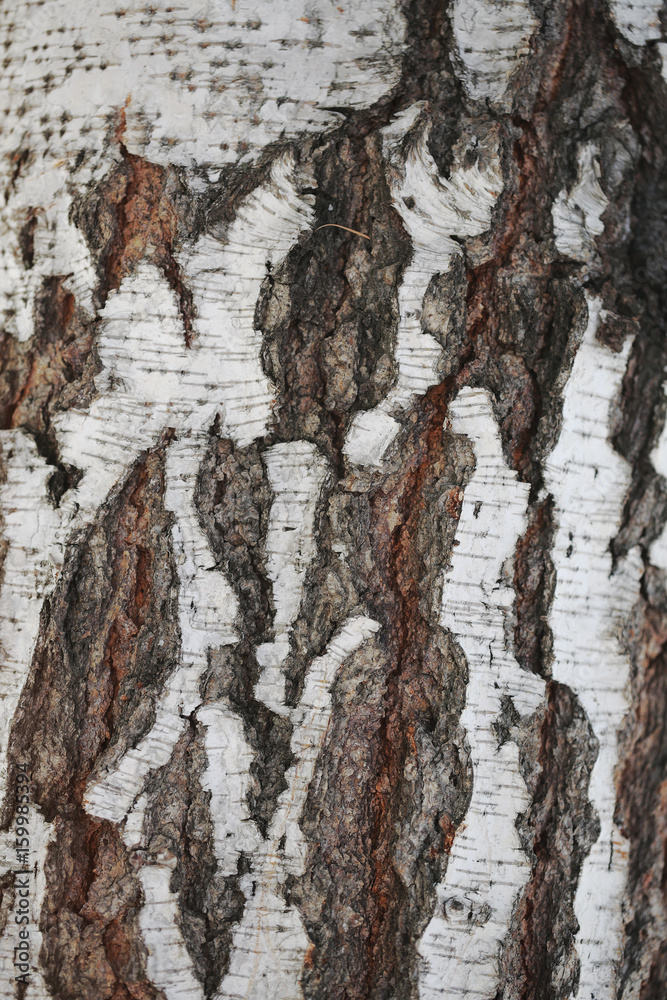 Fototapeta premium Birch bark texture