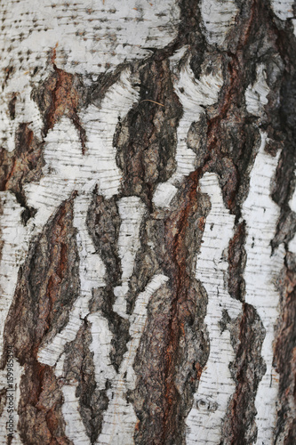 Obraz na płótnie Birch bark texture w salonie