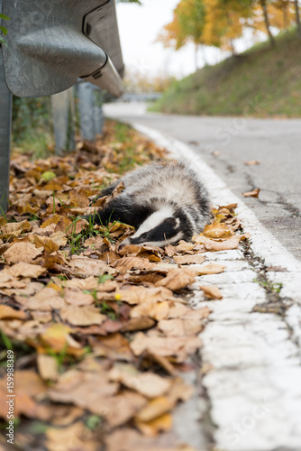 European badger dead on the roadside