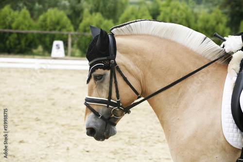 Side view closeup of a beautiful norwegian dressage horse © acceptfoto