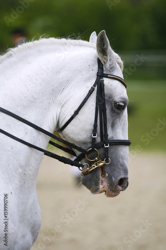 Vertical shot of a dressage horse on a natural background