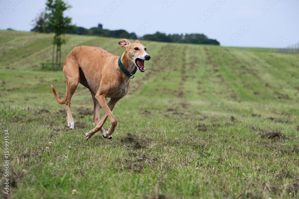 rennender Windhund