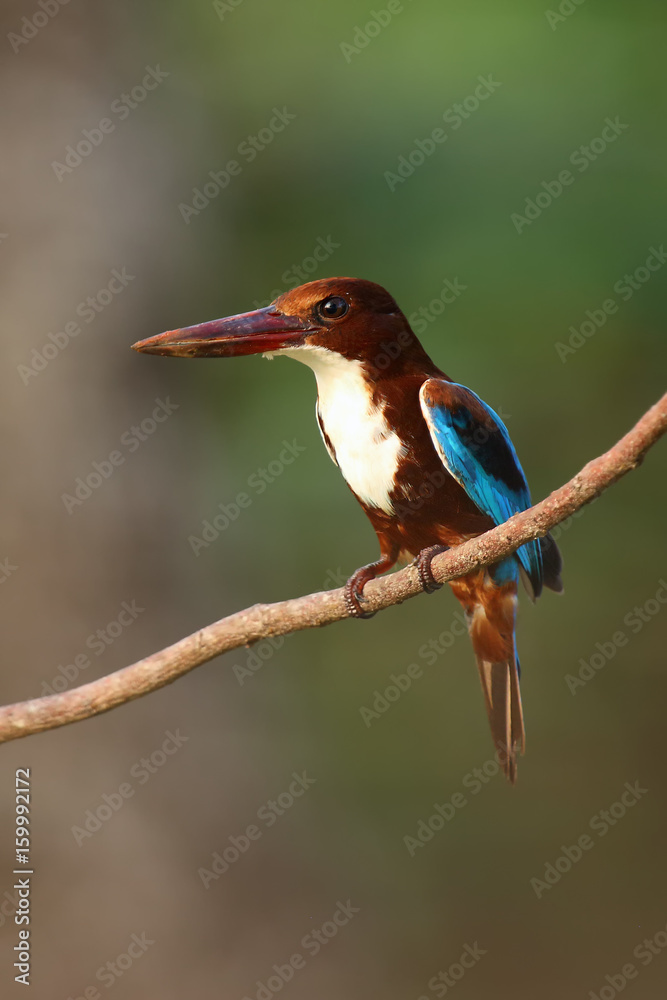 Obraz premium The white-throated kingfisher (Halcyon smyrnensis) also known as the white-breasted kingfisher or Smyrna kingfisher sitting on the branch