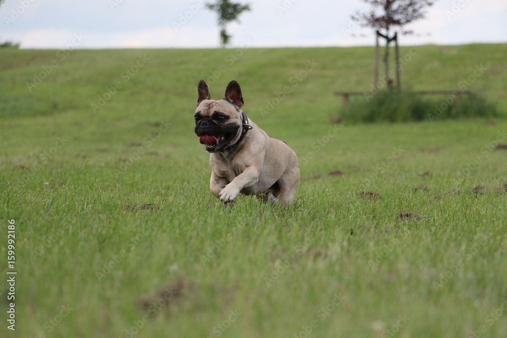 Obraz premium französische bulldogge läuft im garten und hat spaß